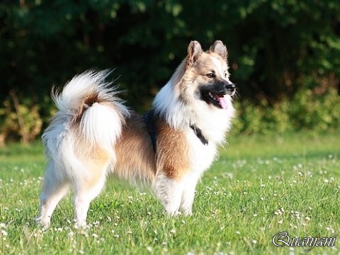 Elo Hausaufzucht, Elo glatthaar, Kleinelo glatthaar, Elo Welpen, Kleinelo Welpen, Familienhund Elo