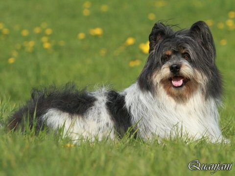 Benji vom Mühlenbusch (Kleinelo rauhaar)