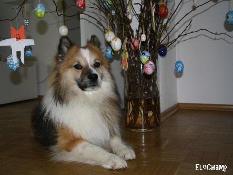 Champs Osterschmuck