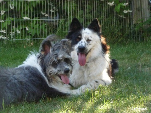 Benjis Tochter Buffy und Sohn Boomer