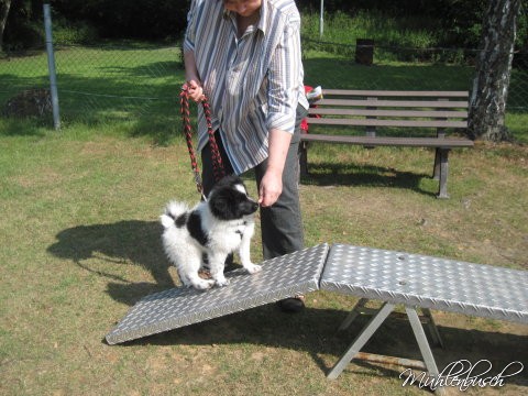 Gary und Grace in der Hundeschule