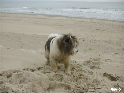 Benjis Sohn Nevio am Meer