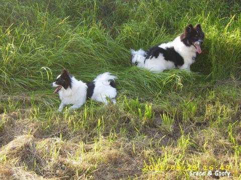 Grace und Goofy am Rhein