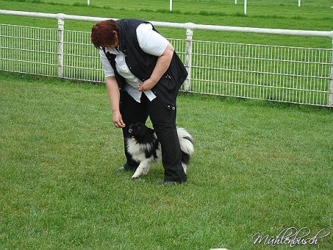 Dorian - Kleinelo glatthaar Rüde in schwarz-weiss beim Dog Dancing