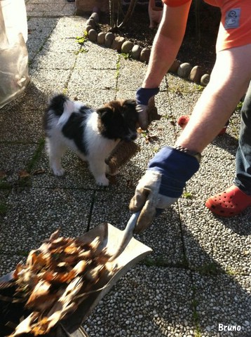 Hausmeister Bruno