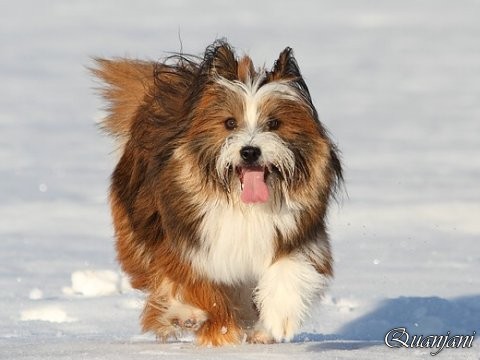 Kleinelo rauhaar FeeBee im Schnee