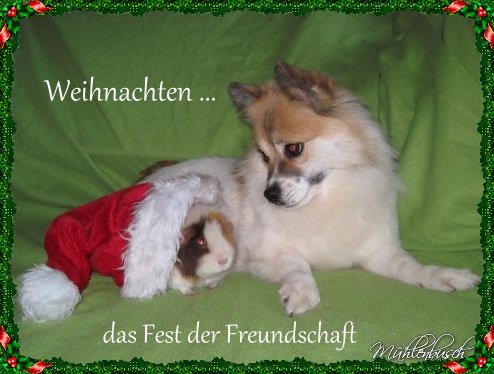 Weihnachtsfreunde