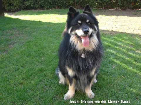 Benjis Sohn Joschi – Hernie von der kleinen Oase