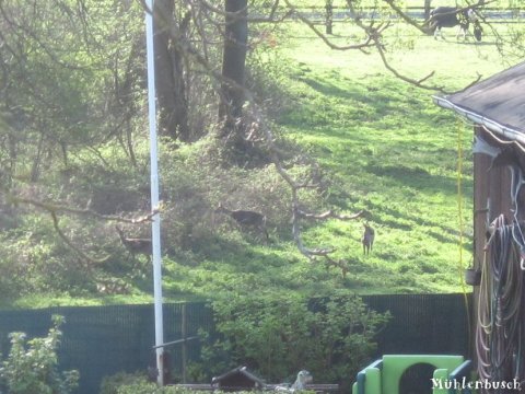 Rehe im Mühlenbusch