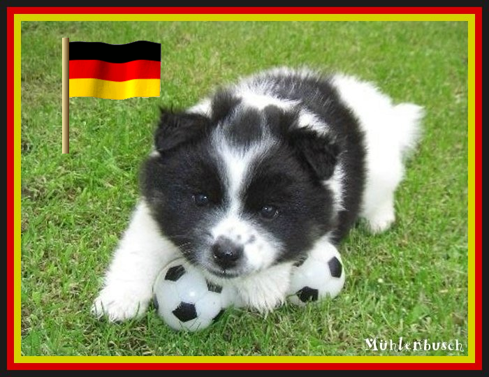 Hunde im Fussball Fieber