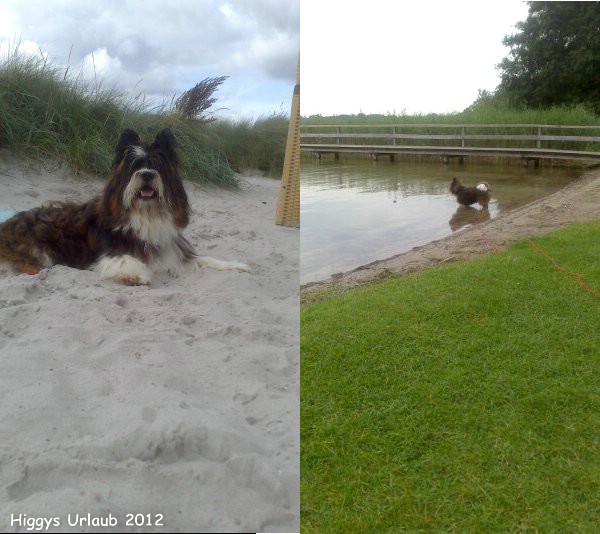 Higgy im Urlaub an der Ostsee