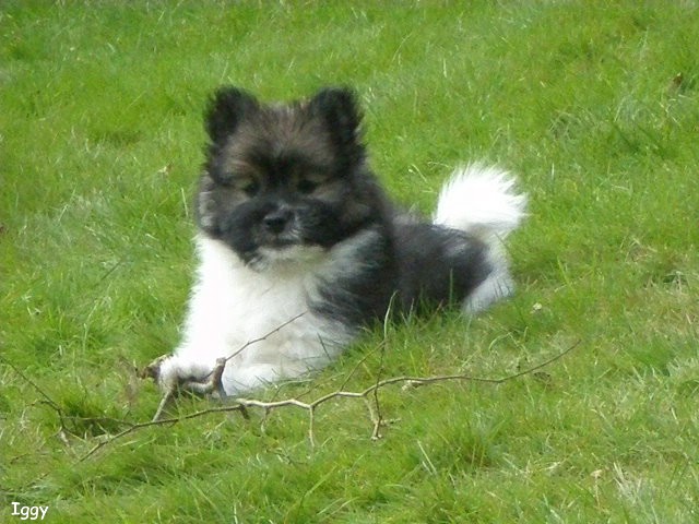 Iggy im eigenen Garten