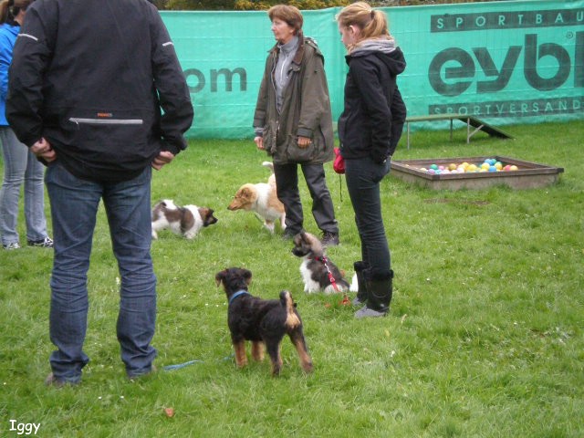 Iggy und Inu in der Welpenschule