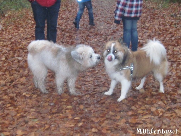 Spaziergang im Mühlenbusch