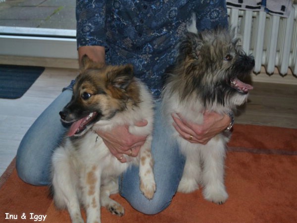 Inu besucht Iggy zu Weihnachten