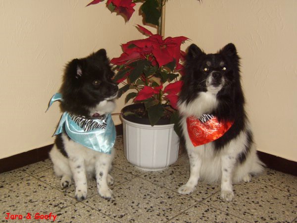 Goofy & Jaro warten auf den Weihnachtsmann
