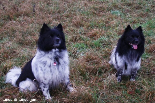 Neujahrstreffen von Linus und Linus jun.