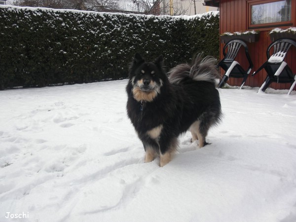 Joschi im Schnee